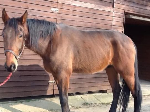 Hest ved ankomsten til svømmetræning hos Hammerthor Pool Center