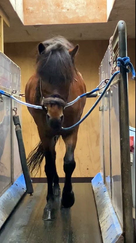 Hest der skridter på løbebåndet hos Hammerthor Pool Center