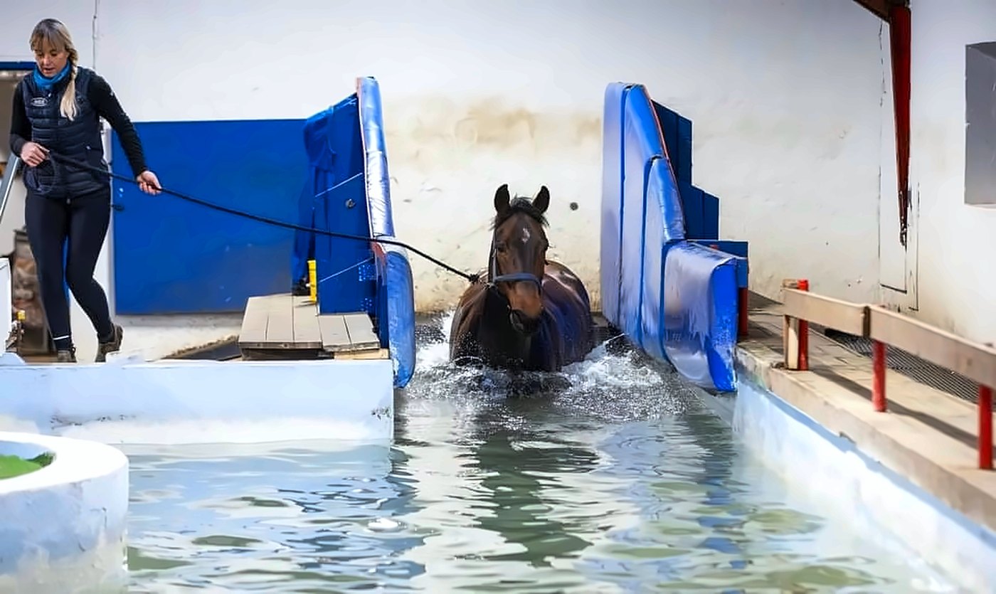 Hest på vej ned i bassinet mellem de blå ramper