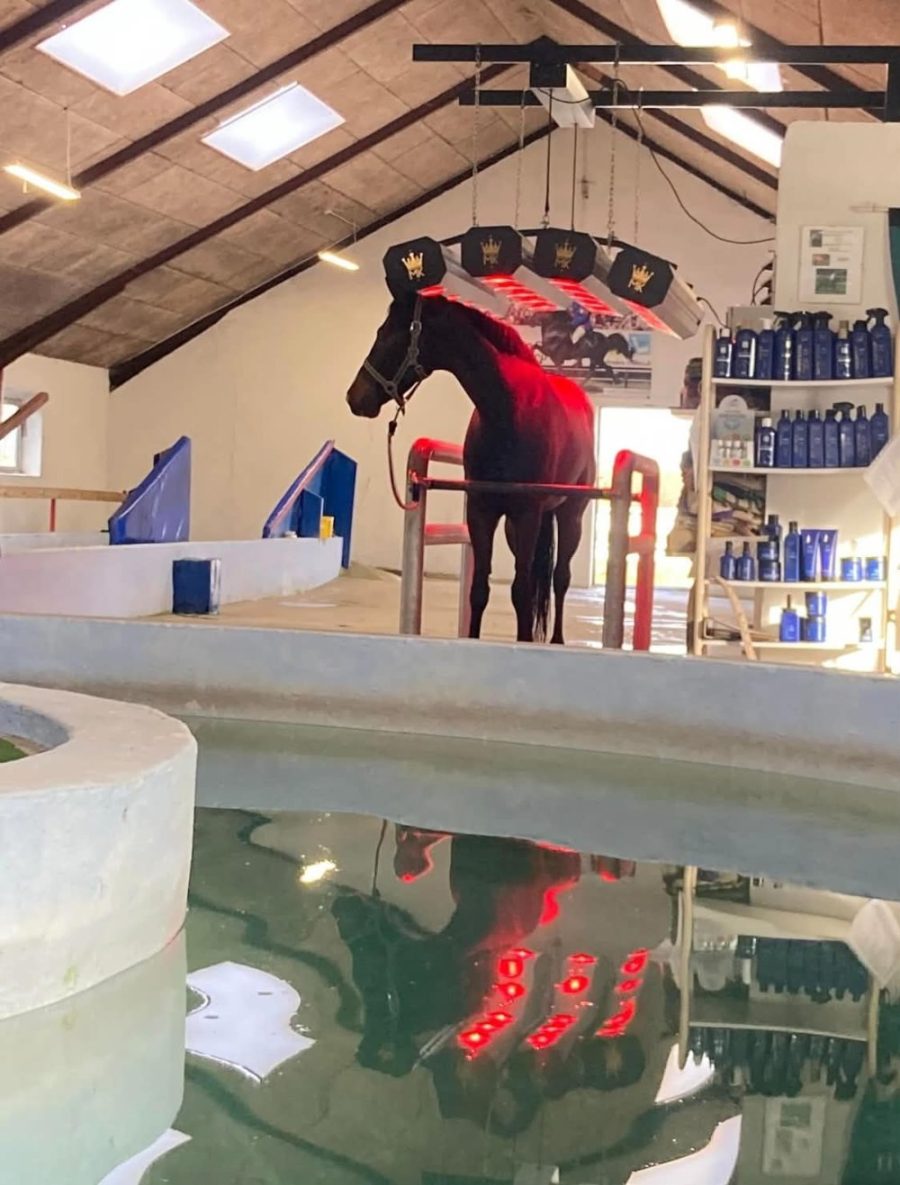 Hest under solariet ved bassinkanten