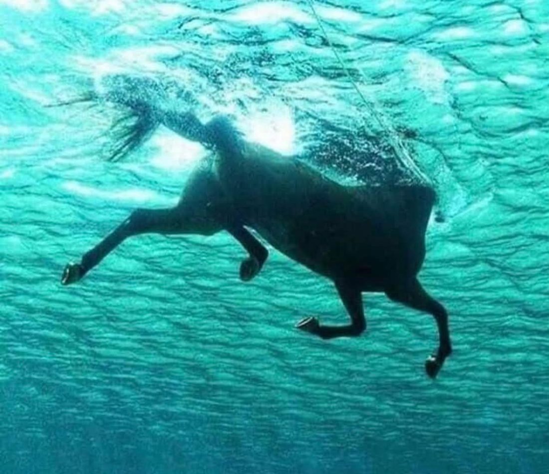 Hest fotograferet under vandoverfladen